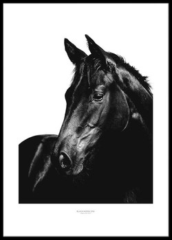 Poster Svart häst 1
