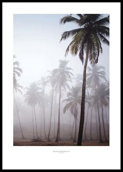 Poster Palmer i morgondimman