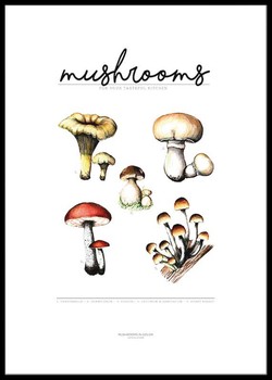 Poster Svampguide i färg