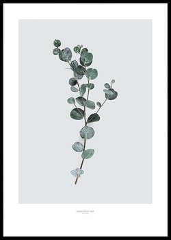 Poster Eukalyptus två