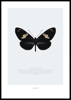 Poster Laparus doris