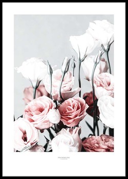 Poster Rosa rosor ett