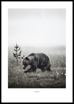 Poster Brown bear