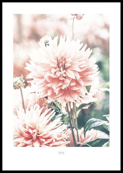 Poster Dahlia